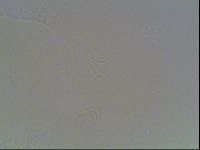 Echiniscus blumi image