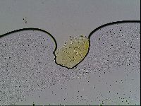 Echiniscus blumi image