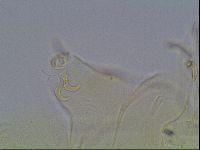 Echiniscus blumi image