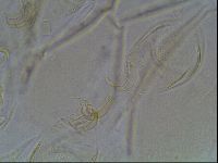 Echiniscus blumi image