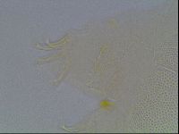 Echiniscus blumi image