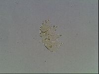 Echiniscus blumi image