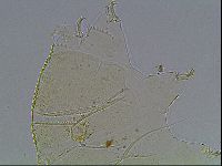 Echiniscus blumi image