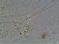 Echiniscus blumi image
