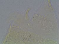 Echiniscus blumi image