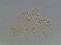 Echiniscus blumi image