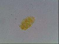 Echiniscus blumi image