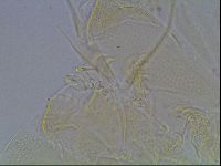 Echiniscus blumi image