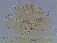 Echiniscus blumi image