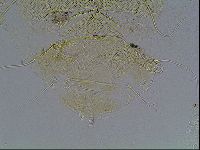 Echiniscus blumi image