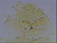 Echiniscus blumi image