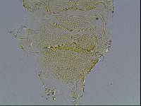 Echiniscus blumi image