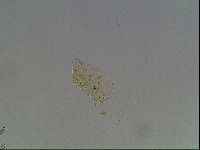 Echiniscus blumi image