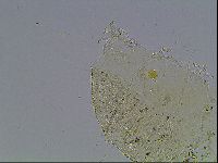 Echiniscus blumi image