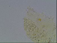 Echiniscus blumi image