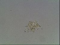 Echiniscus blumi image