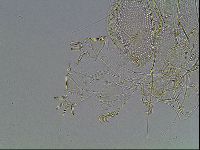Echiniscus blumi image