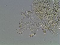Echiniscus blumi image