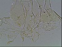 Echiniscus blumi image