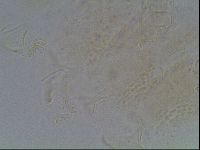Echiniscus blumi image