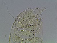 Echiniscus blumi image