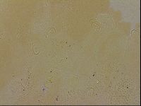 Echiniscus blumi image