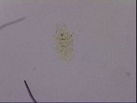 Echiniscus blumi image