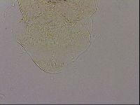 Echiniscus blumi image
