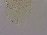 Echiniscus blumi image