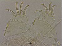 Echiniscus blumi image