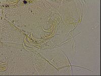 Echiniscus blumi image