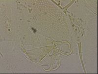 Echiniscus blumi image