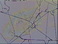 Echiniscus blumi image