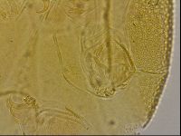 Echiniscus blumi image