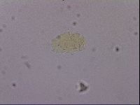 Echiniscus blumi image