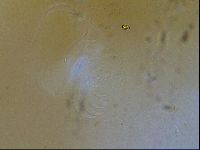 Echiniscus blumi image