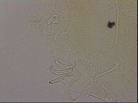 Echiniscus blumi image