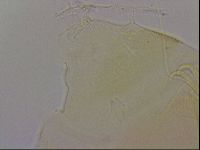 Echiniscus blumi image