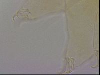 Echiniscus blumi image