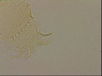 Echiniscus blumi image