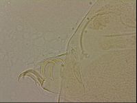 Echiniscus blumi image