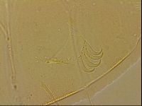 Echiniscus blumi image