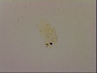 Echiniscus blumi image