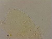 Echiniscus blumi image
