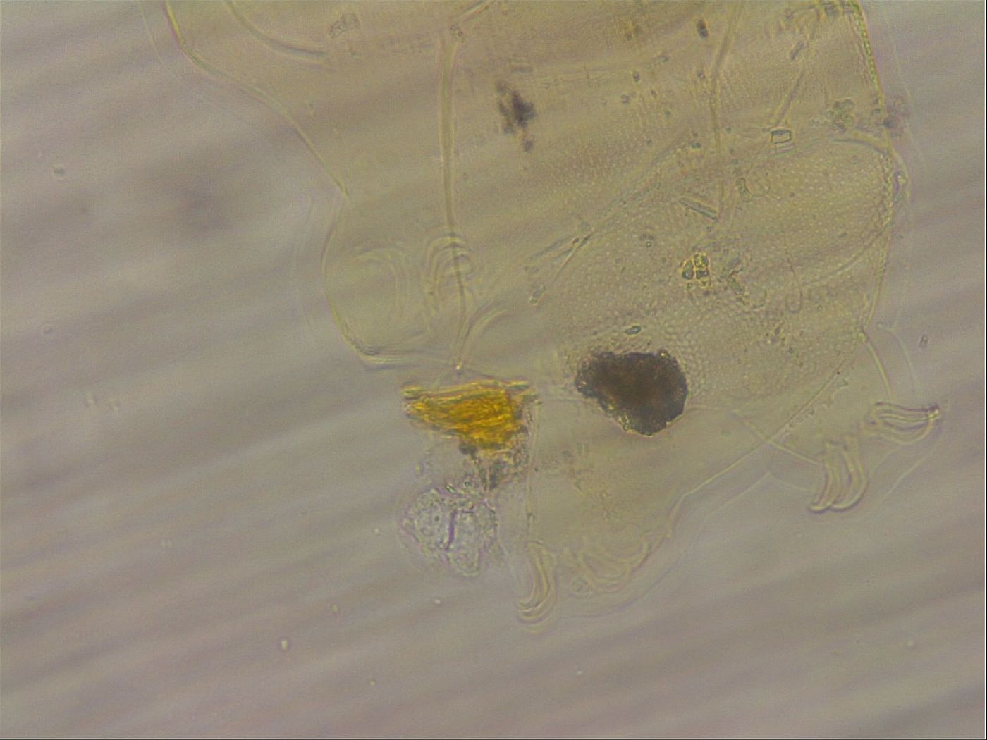 Echiniscus blumi image
