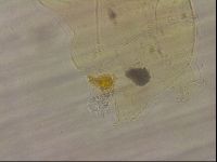 Echiniscus blumi image