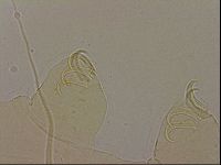 Echiniscus blumi image