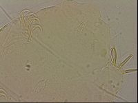 Echiniscus blumi image