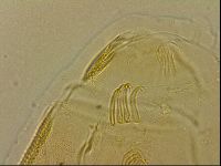 Echiniscus blumi image