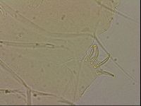 Echiniscus blumi image